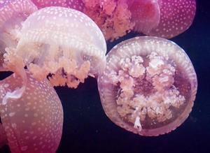 4-медуза.jpg