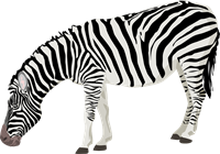 zebra2.png