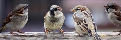 sparrows-2759978_1920.jpg