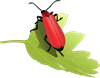 beetle-155017_1280.png