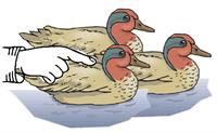these_ducks.png