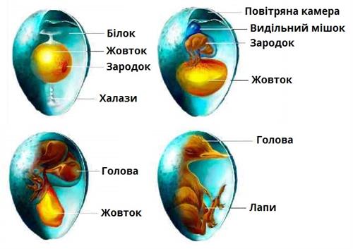 розвиток зародка.jpg