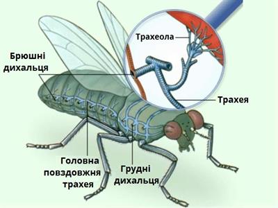 Дихальна система комах  підписи.jpg