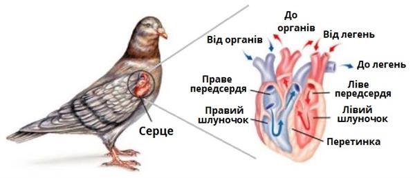 кровоносна система.jpg