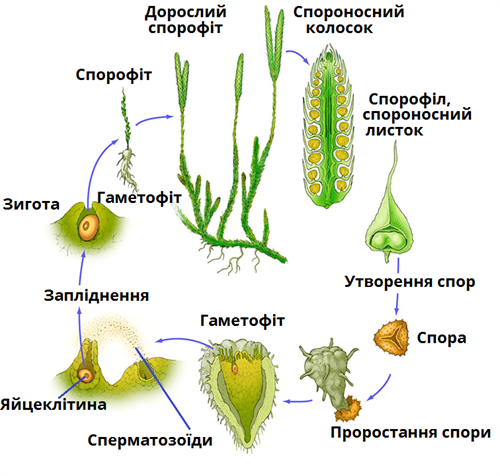 життєвий цикл плауна.png