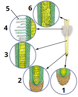 зони кореня цифри4.png