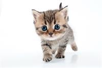кошеня.jpg