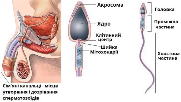 Ең жақсы әуесқой лесбиянкалық порно