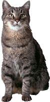 кот.png