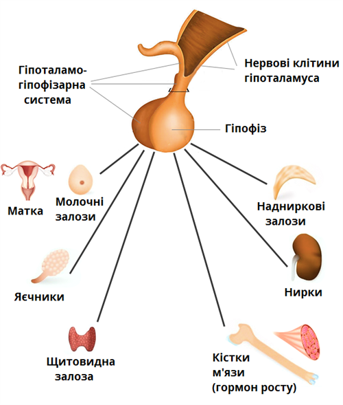 Нейрогуморальная-регуляция.png