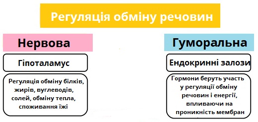 регуляція обміну речовин.jpg