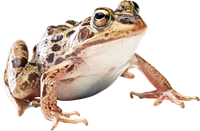 5жаба.png