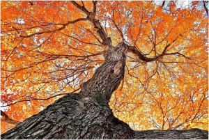 Autumn-tree-a-different-perspective_art.png