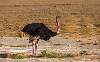 ostrich-pix.jpg