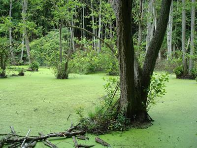 swamp pix.jpg