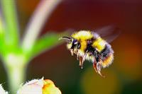 bumble-bee-pix.jpg