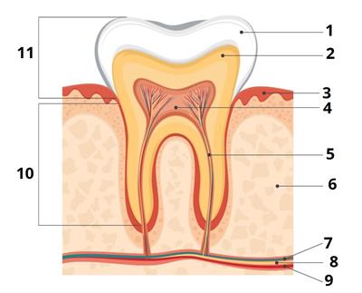 будова_зуба_цифри4.jpg