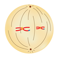 метафаза8.png