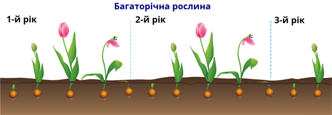Тривалість життя рослин.png