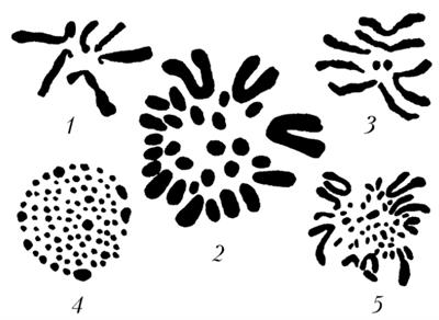 хромосомні набори.jpg