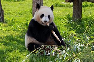 panda-pix.jpg