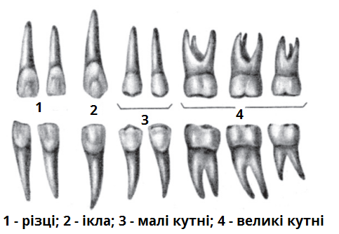 будова зубів2.png