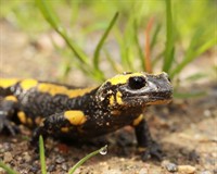 отруйні саламандри.jpg