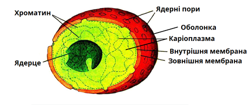 Будова ядра.png