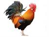 Shutterstock_470779643_rooster_gailis.jpg