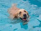 Shutterstock_1702412050_dog swimming_suns peld.jpg
