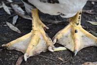 flippers pix.jpg