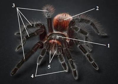 павук цифри1.jpg