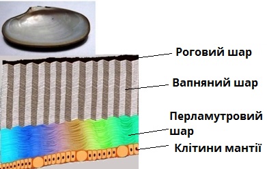 будова черепашки.jpg