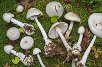 мухомор вонючий з сайту влісі.jpg