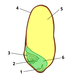 пшениця цифри11.png