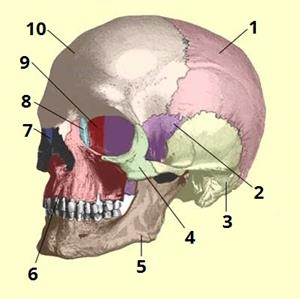 череп цифри2.jpg