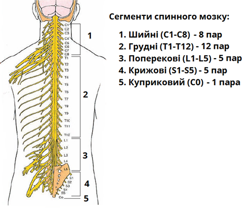 спиномозкові нерви.png