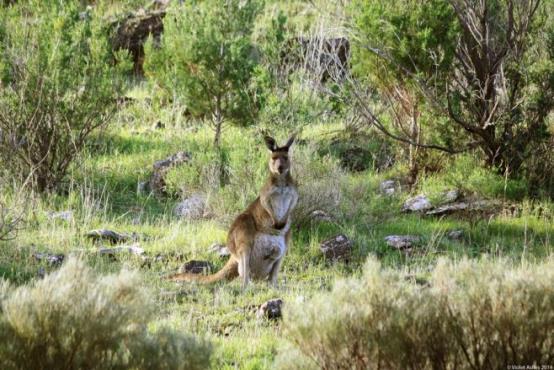 kangaroo_at_burra_creek_gorge__south_australia_by_violetashes-d7sg00h.jpg