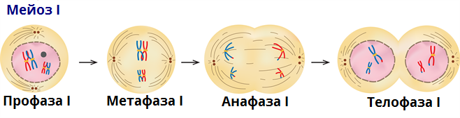 Схема мейоза 1