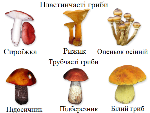 Популярні види їстівних грибів