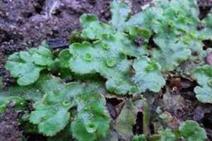 сланевий мох9.jpg