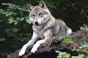 wolf-волк_vilks.jpg