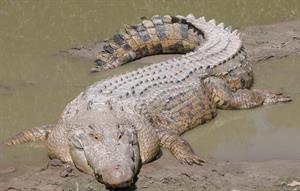 крокодил14.jpg