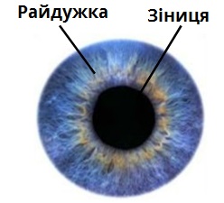 Зоровий аналізатор. Будова ока — урок. Біологія, 8 клас.