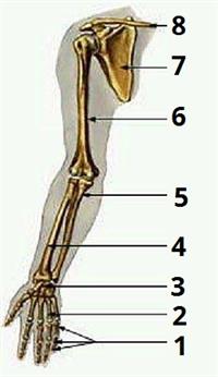 скелет рука цифри1.jpg