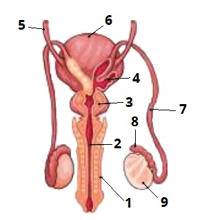 чоловіча цифри 5.jpg