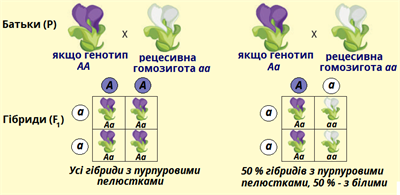 схрещування.png