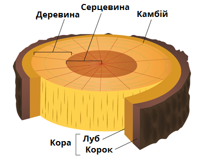 шари дерева1.png