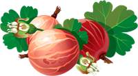 агрус.png