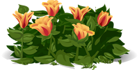 tulips-575734_1280.png